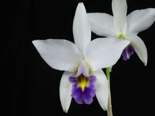 2. Laelia anceps var veitchiana.