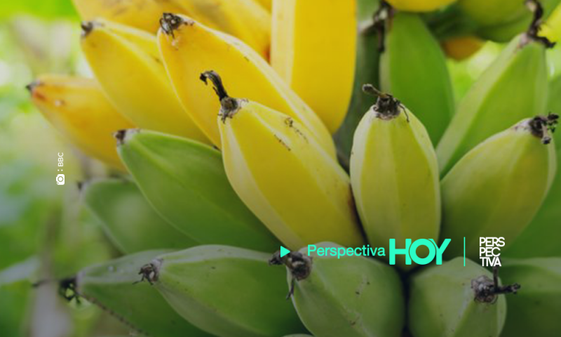 Holanda logró su primera cosecha de banano sin usar tierra