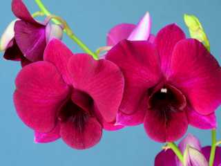 3. Dendrobium híbrido.