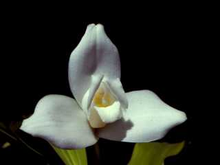 4. Lycaste virginalis forma alba.