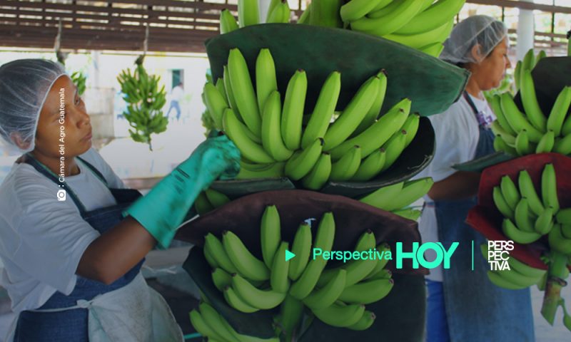 El MAGA informa sobre las medidas implementadas en los cultivos de banano y plátano 