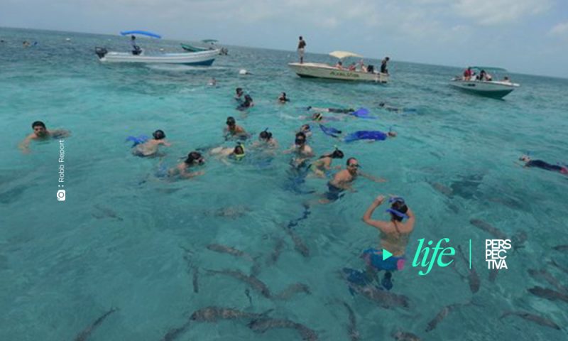 Atrévete a nadar con tiburones en Belice