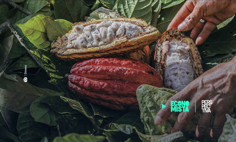 Colombianos buscan posicionar al cacao como producto insignia del país