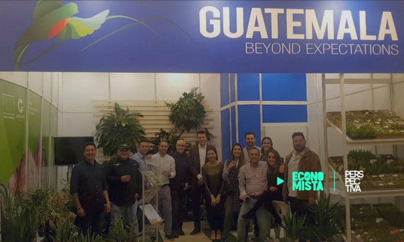 Succulentas, aloe vera y proteas de Guatemala se exhiben por primera vez en Alemania