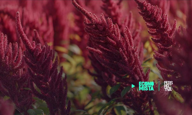 Amarantos y dragones le ponen un toque exótico al Día del Cariño