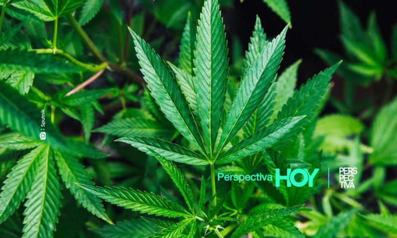 Paraguay entrega las primeras licencias para producir cannabis medicinal