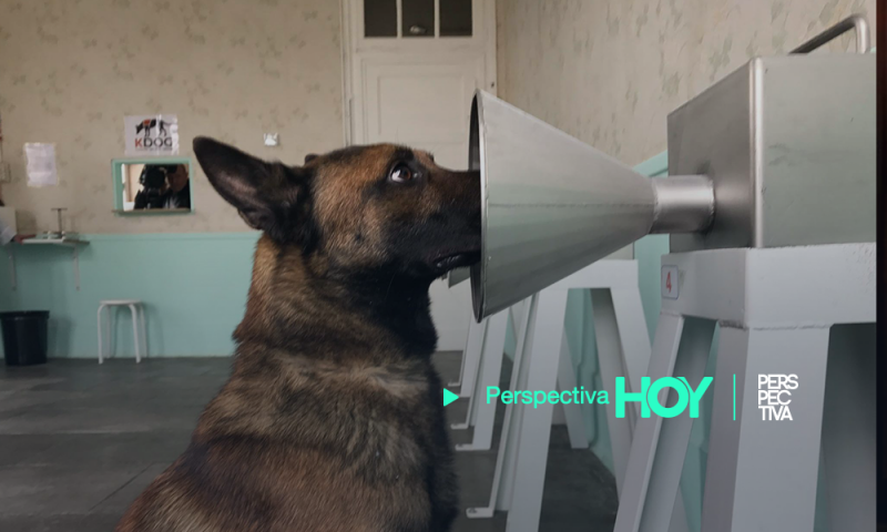 Los perros y el COVID-19