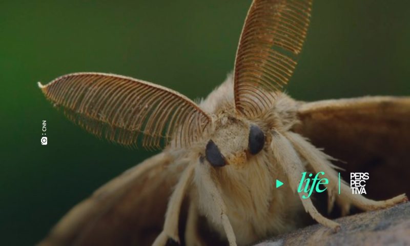 Polilla gitana, otra plaga que llegó a EE.U.U