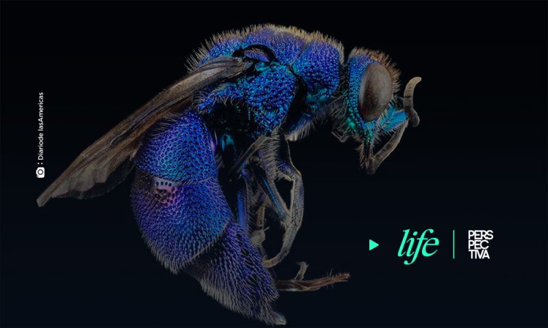 Reaparece  en Florida extraña abeja que se creía extinta