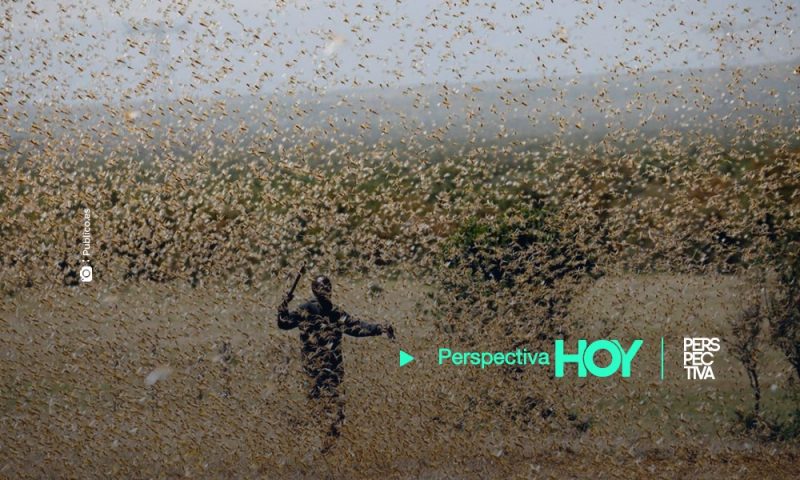 África espera oleada de langostas, la plaga más destructiva de cosechas