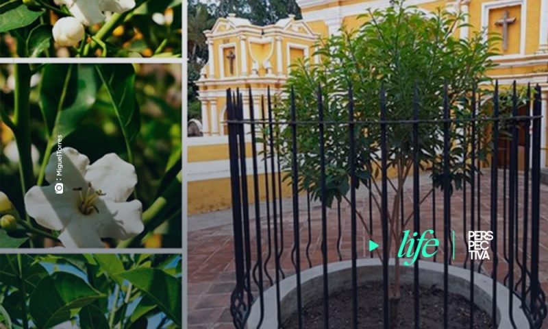 Una buena noticia en el Día Nacional del Árbol