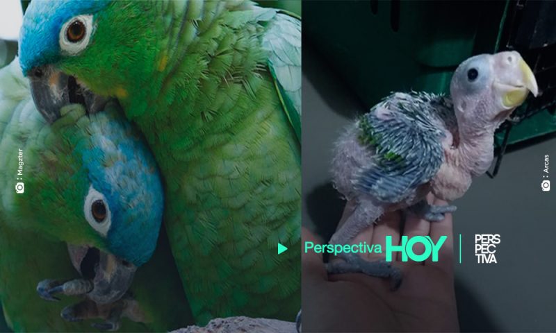 Víctimas de tráfico de aves