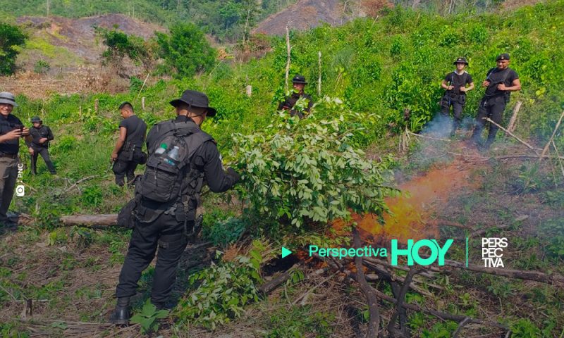 MP, erradicó 1,313 plantas de coca