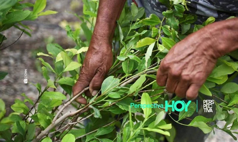 ONU: Podría aumentar la cantidad de cultivos ilícitos por coronavirus
