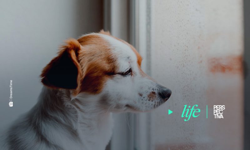 Cómo cuidar a nuestro perro en la cuarentena