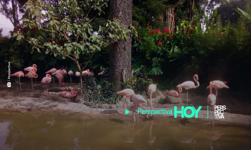 Zoológico La Aurora: solicita apoyo por crisis