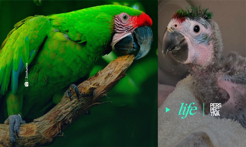 Guacamaya verde, nace en Zoológico La Aurora