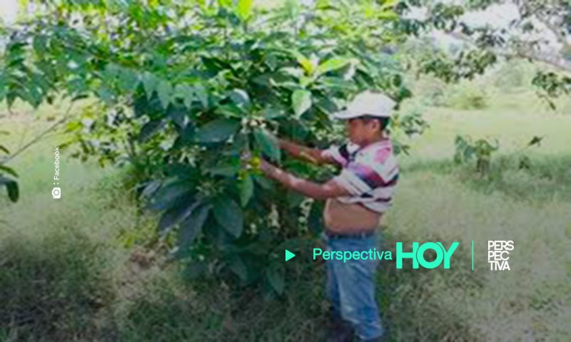 Crimen contra Domingo Choc motiva indignación