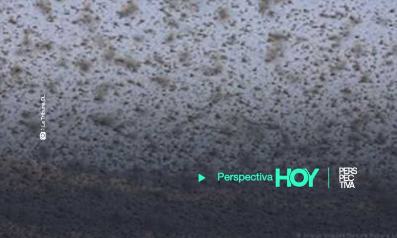 Plaga de langosta llega a América Latina