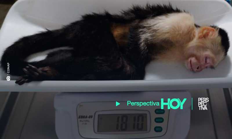 CONAP: rescata dos monos capuchinos en Mixco