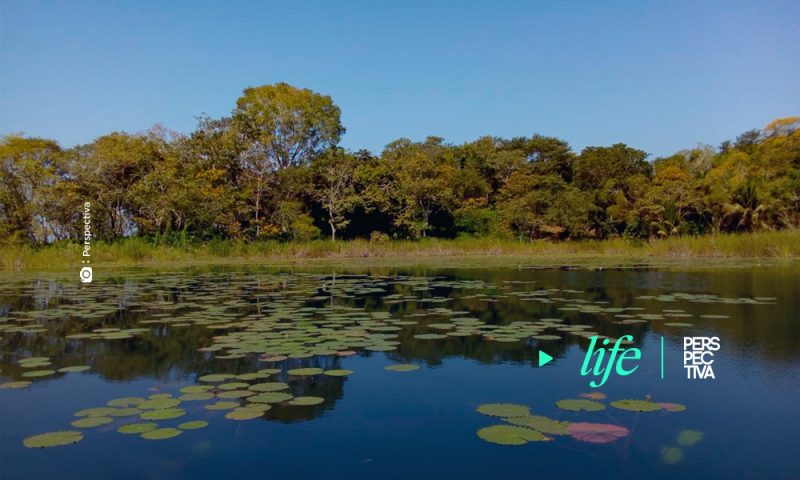 Día Mundial del Medio Ambiente