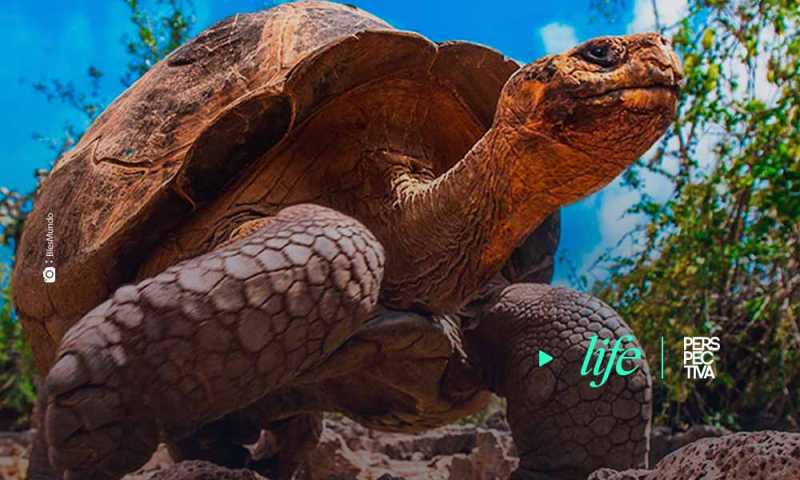 Liberan 15 tortugas gigantes en isla de Galápagos