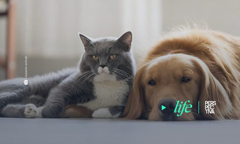 ¿Cómo ayudar a los peludos para que sobrevivan la cuarentena?