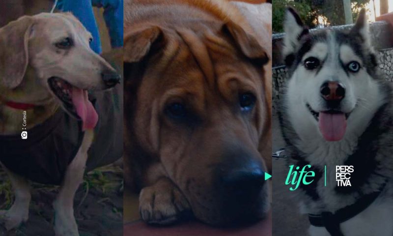 Los múltiples beneficios que otorga tener un perro
