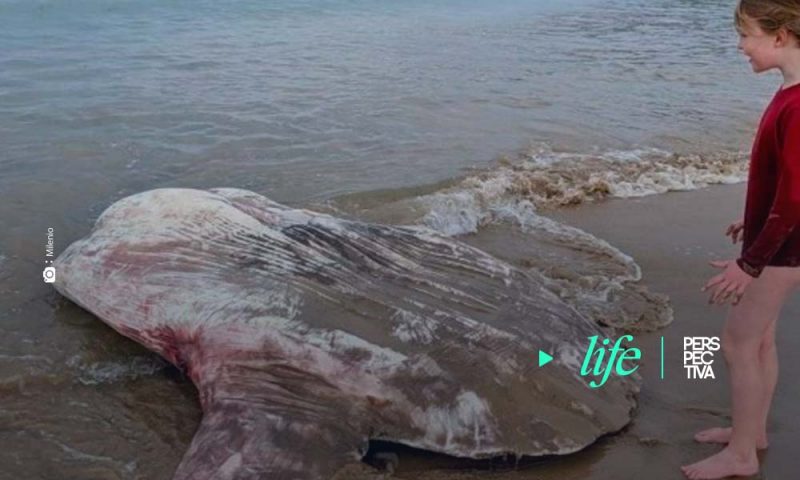 Extraña criatura es encontrada en playa de Australia