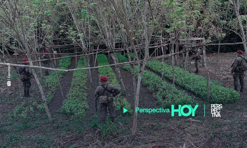 Hallan plantación de coca y narcolaboratorio en Petén