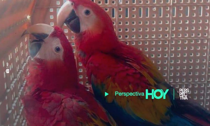 Rescatan dos guacamayas rojas del tráfico ilegal