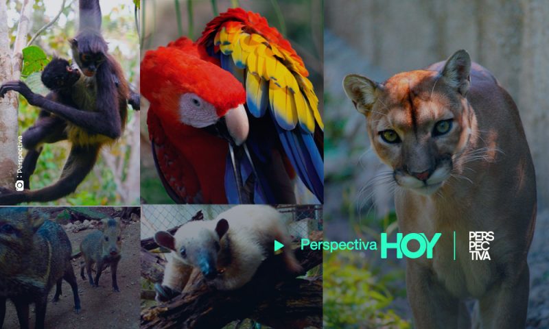 Anuncian liberación de 70 animales silvestres en Petén