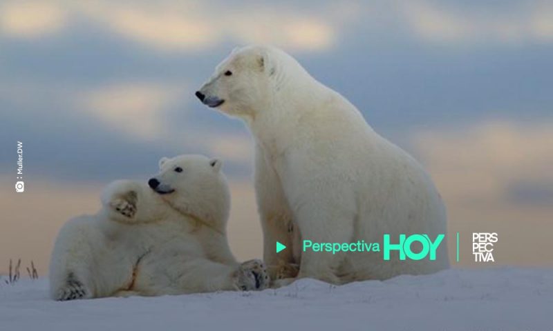 Trump autoriza extraer petróleo en zona protegida de Alaska