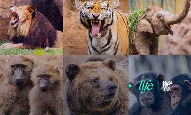 Apoyar al zoológico es posible apadrinando a un animal