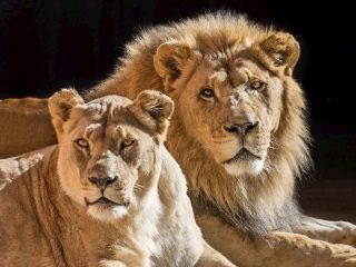 1596531473-african-lion-pair-hubert-and-kalisa-photo-by-jamie-pham