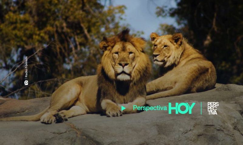 Detectan COVID-19 en  cuatro leones en zoológico de Barcelona