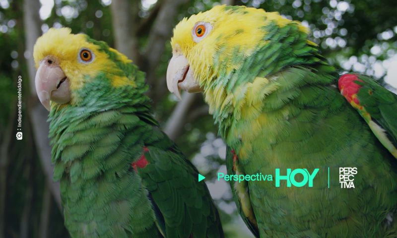 CONAP lanza campaña para frenar el tráfico de loros