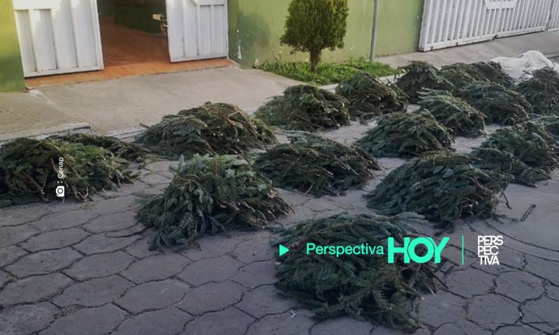 Decomisan 10,500 ramillas de pinabete en Quetzaltenango