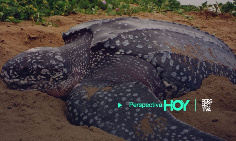 Tortuga Baule reaparece después de 20 años en playa de Guatemala