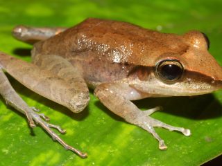 10.especies-endemincas