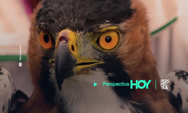 Matan un águila penachuda en peligro de extinción en Petén