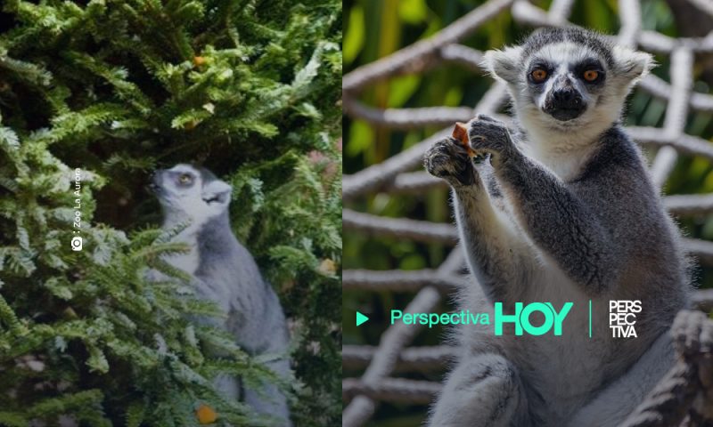 Zoológico La Aurora invita a reciclar arboles de Navidad