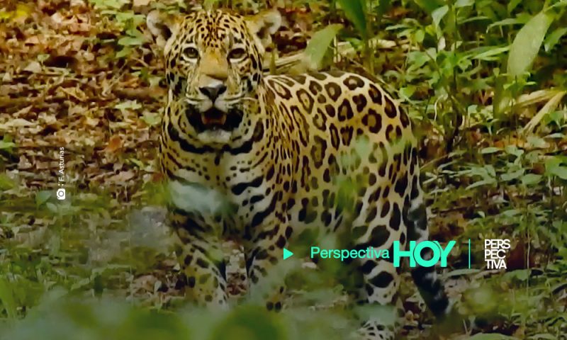 Imágenes espectaculares de jaguar en la selva petenera