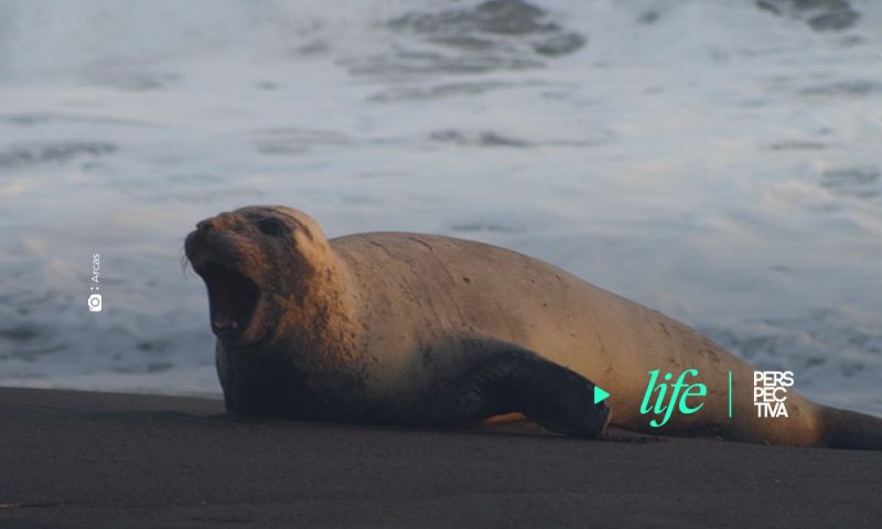 Elefante marino visita playas del país