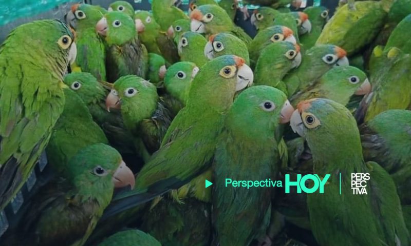 Rescatan 216 loros transportados en el baúl de un carro en Argentina