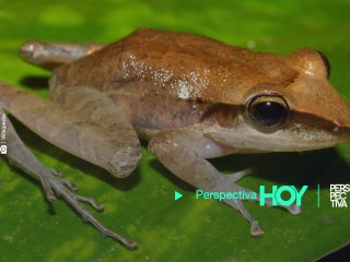 se extinguen dos especies endemicas