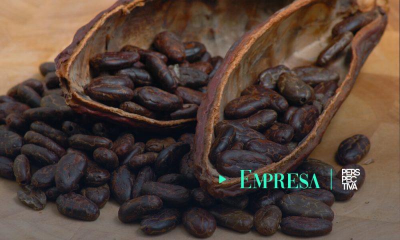 Cacao guatemalteco participará en competencia internacional