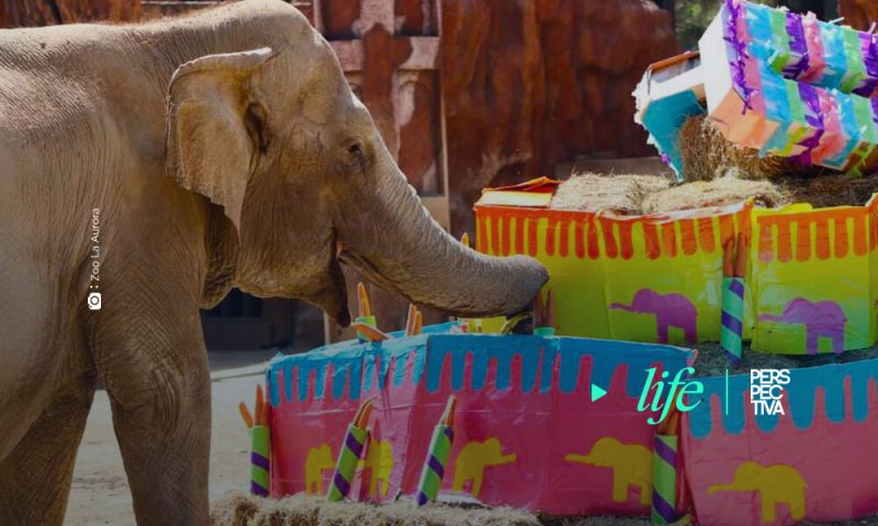 Así celebró sus 60 años “Trompita”, la elefante del Zoológico La Aurora