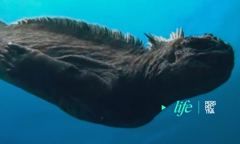 Descubren a un «Mini Godzilla» en las Islas Galápagos