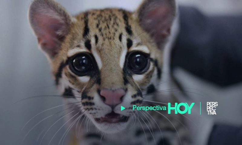 Rescatan un tigrillo en La Libertad, Petén